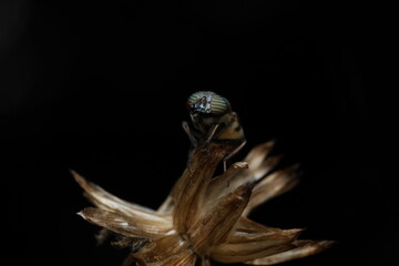 The hoverfly (Orthonevra genus) This image captures the hoverfly resting on a dry plant or twig in...