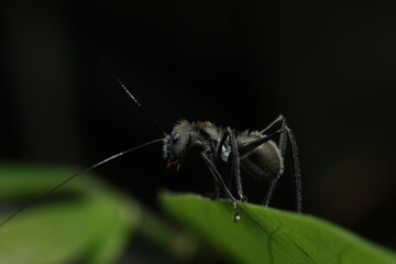 Polyrhachis dives Ant on Leaf – Close-up of Spiny Ant on Foliage
