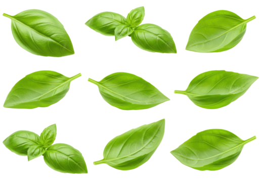 Various fresh basil leaves arranged artistically on a transparent background