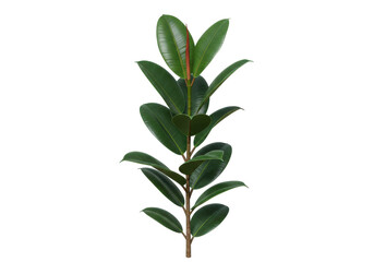 Fototapeta premium Lush green rubber plant branch with vibrant leaves against a clean background