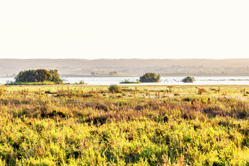 Wetland in morning light in early autumn