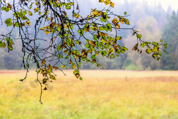 Hanging tree branch with leaves by a bog in autumn