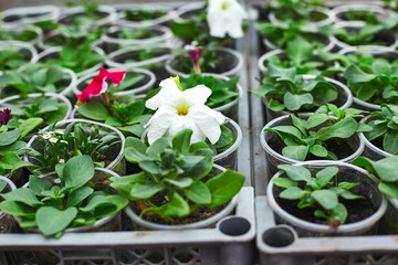 Colorful petunia plants in nursery trays ready for planting in a vibrant garden