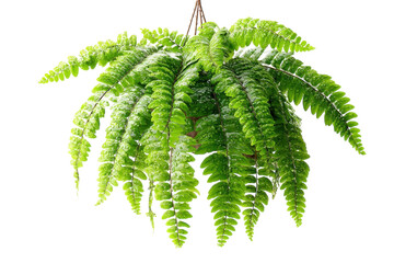 Lush Green Hanging Boston Fern Plant Vibrant Foliage Houseplant Tropical Vining Plant Water Droplets
