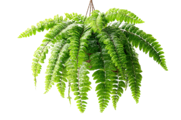 Lush Green Hanging Boston Fern Plant Vibrant Foliage Houseplant Tropical Vining Plant Water Droplets