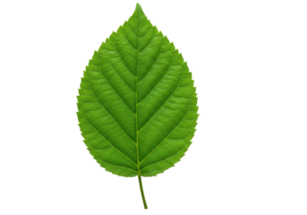 Close-up of a vibrant green leaf showcasing its intricate vein patterns against a plain background