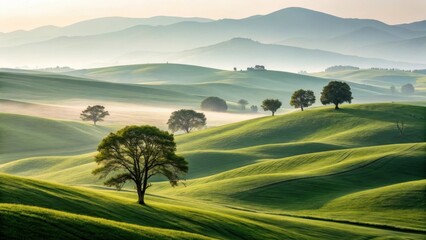 Fototapeta premium Rolling tuscan hills with trees in morning mist