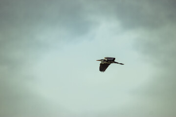 Heron bird in flight to another lake