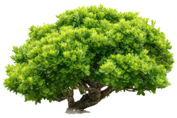 Lush green tree canopy botanical nature serene foliage plants leaves park trees branch trunk outdoor