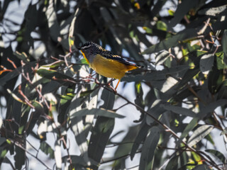 Spotted Pardalote Balancing On Thin Stick