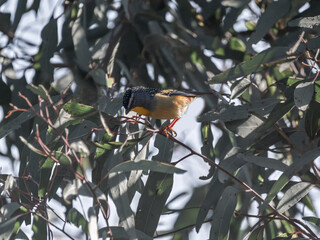  Spotted Pardalote Head Down On Thin Stick