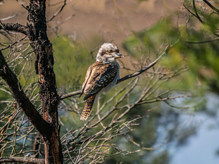 Young Kookaburra On Dead Wattle Tree