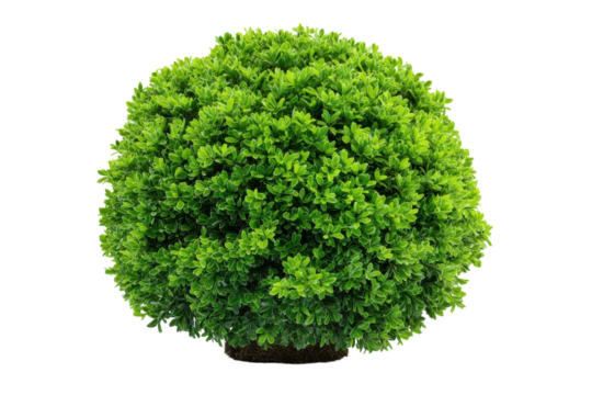 Topiary shrub green boxwood plant backyard garden idea landscaping project nature close up home and