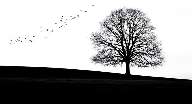 Lone tree silhouette with birds flying across a hillside - Powered by Adobe