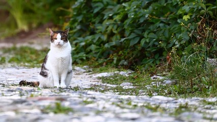 Fototapeta premium Cat Sitting on Stone Path near Green Foliage