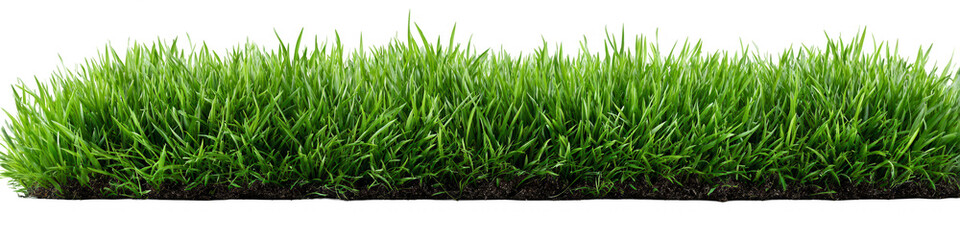 Fototapeta premium Lush green grass