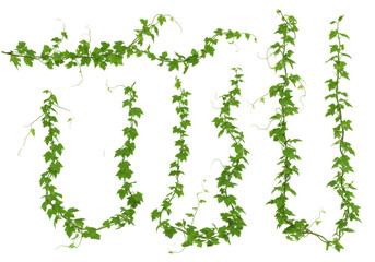 Green vines gracefully draping down, creating a natural backdrop in a serene environment