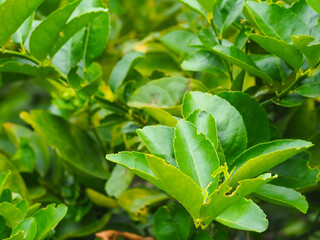 Green lemon leaf close-up in natural garden setting