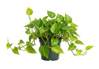 Lush green pothos plant in a black pot, thriving indoors with bright lighting