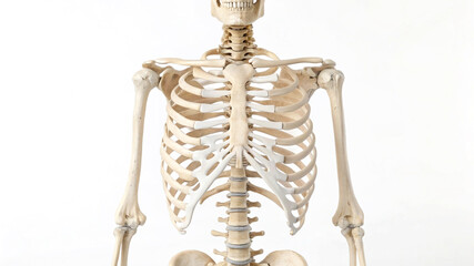 Human torso skeleton front view isolated on white human skeleton