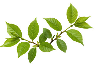 Fototapeta premium Fresh green leaves on a branch, showcasing vibrant foliage against a clean background