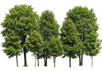 Lush green trees standing tall in a serene park setting under a clear blue sky