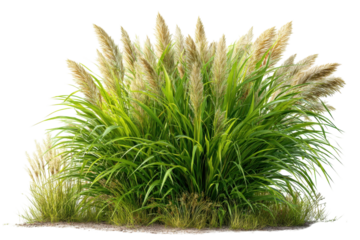 Ornamental Grass Plumes Lush Green Foliage Pampas Grass Inspiration Garden Design Isolated Plant