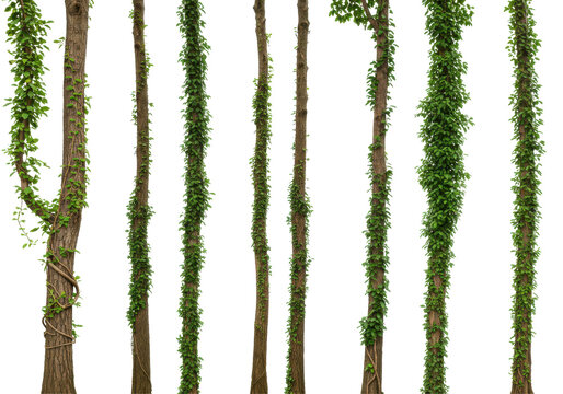 Lush green vines climbing tall trees in a serene forest, showcasing nature's beauty