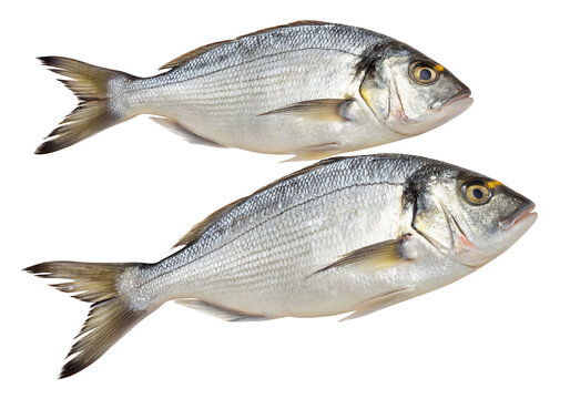 Two fresh silver fish with tails on display isolated against a plain black background in closeup view