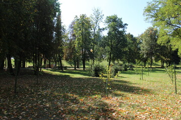 Park in the summer. Lawn with tall trees