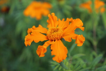 Orange marigold flower on green background close-up