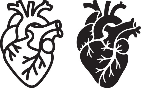 Stylized anatomical heart icon vector, with line art and solid silhouette style  

