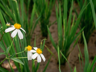 Bidens pilosa flowers growing beautifully in the rice fields