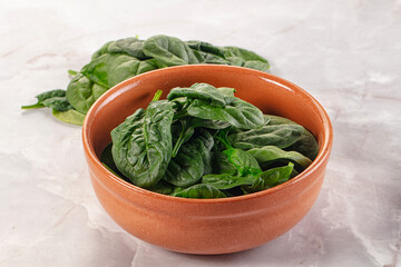 Raw green baby spinach plant