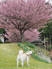 満開の桜と白い犬