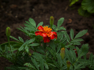 Vibrant orange and red marigold flower with green leaves.