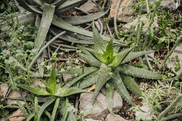 Green aloe vera plants growing in rocky garden setting with surrounding greenery