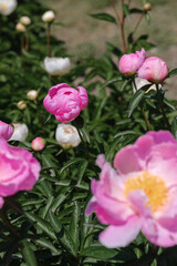 Beautiful blooming peonies in a vibrant garden during springtime