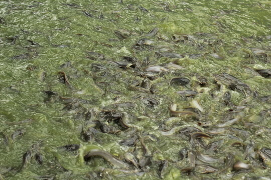 fish on pond