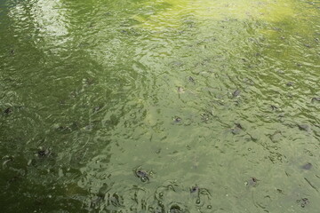 fish in pond