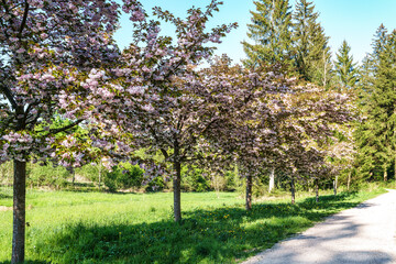 Obraz premium Japanese cherry, Prunus serrulata blossoming in the World Forest, Weltwald in Freising near Munich, Germany.