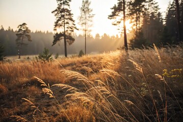 Fototapeta premium sunrise in the field