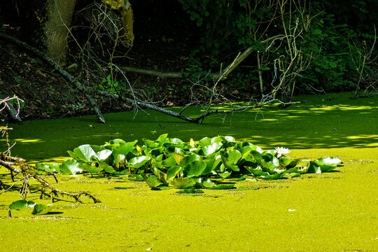 Hiking along the banks of the Bavarian River Wuerm with detailed views of green nature.