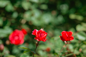 Red roses bloom beautifully in a garden during springtime