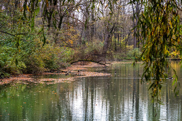 Golden autumn view in famous Munich relax place - Englischer Garten. Munich, Bavaria, Germany
