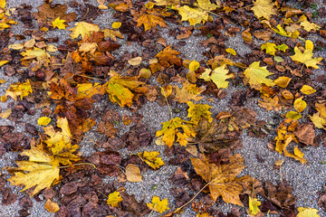 Golden autumn view at Konigsplatz - Kings Square, state capital Munich, Bavaria, Munich, Germany