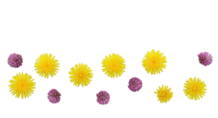 Lush green grass border with vibrant yellow dandelions & purple clover, meticulously cut, isolated on a transparent studio background with copy space, ultra-realistic top-down view, no shadows,