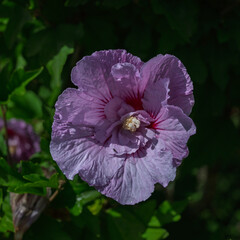 Purple Rose of Sharon bloom