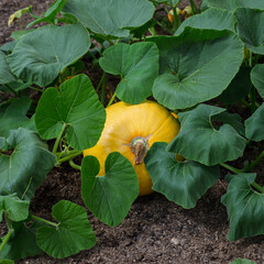 Yellow pumpkin growing on the ground.