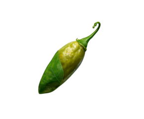 green chilli pepper